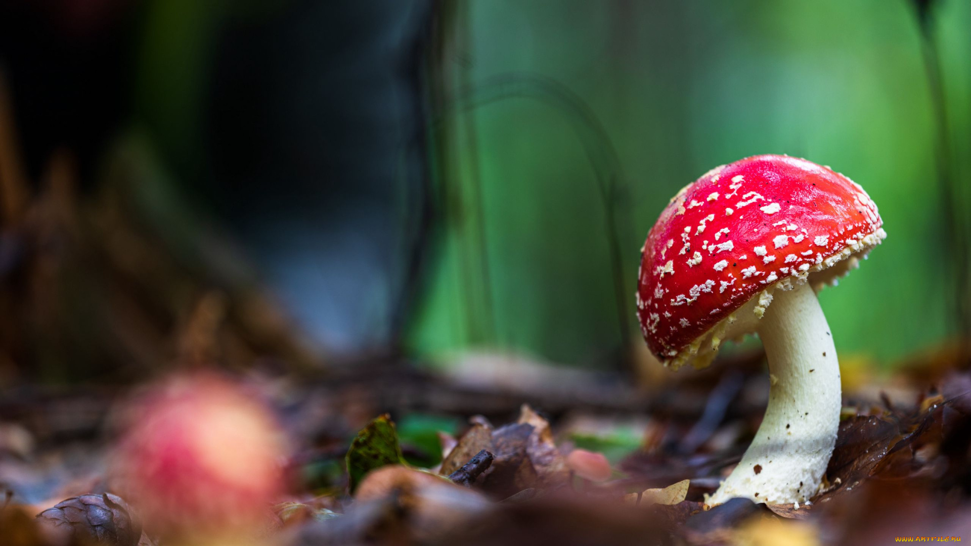 природа, грибы, , мухомор, одиночка