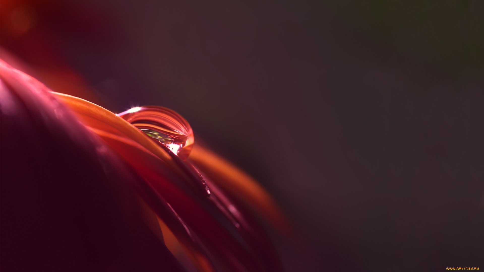 природа, макро, лепестки, капля