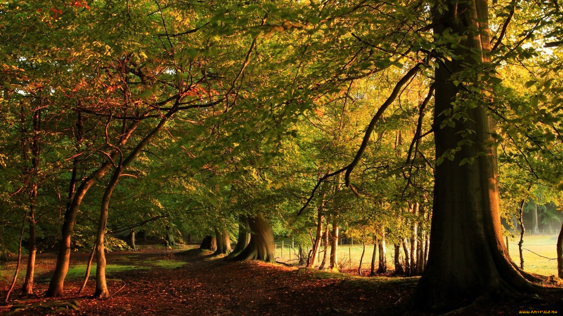 природа, лес, осень