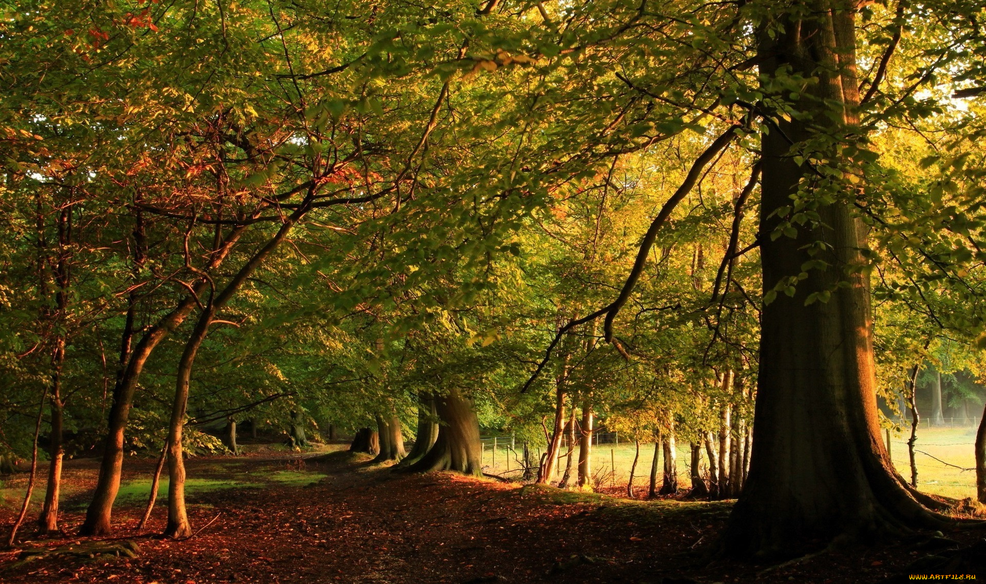 природа, лес, осень