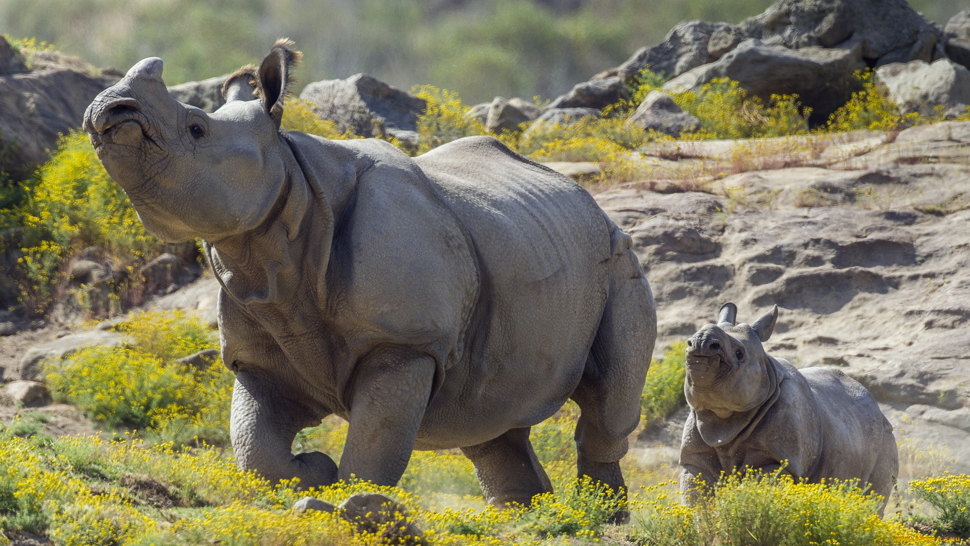 животные, носороги, прирoда, млекопитающие, носорог, детеныши, животных