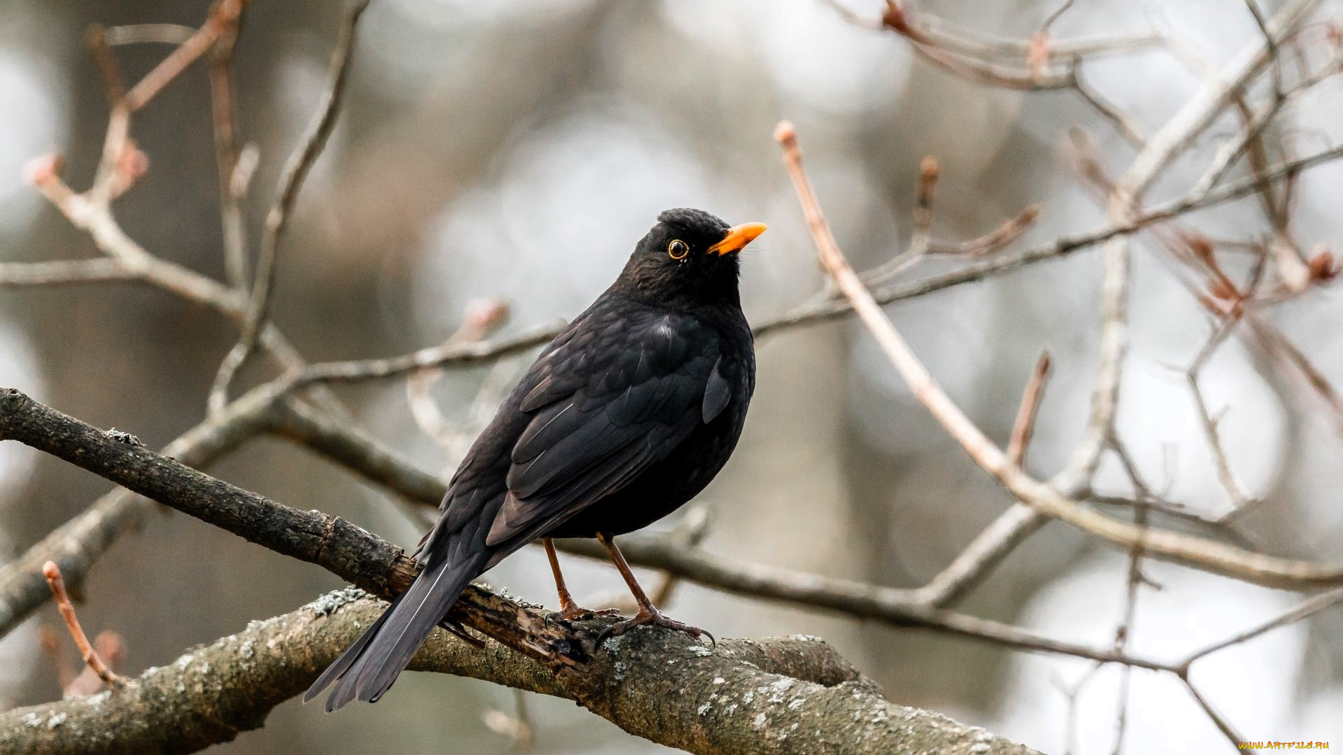 животные, птицы, дрозд, дерево, ветки