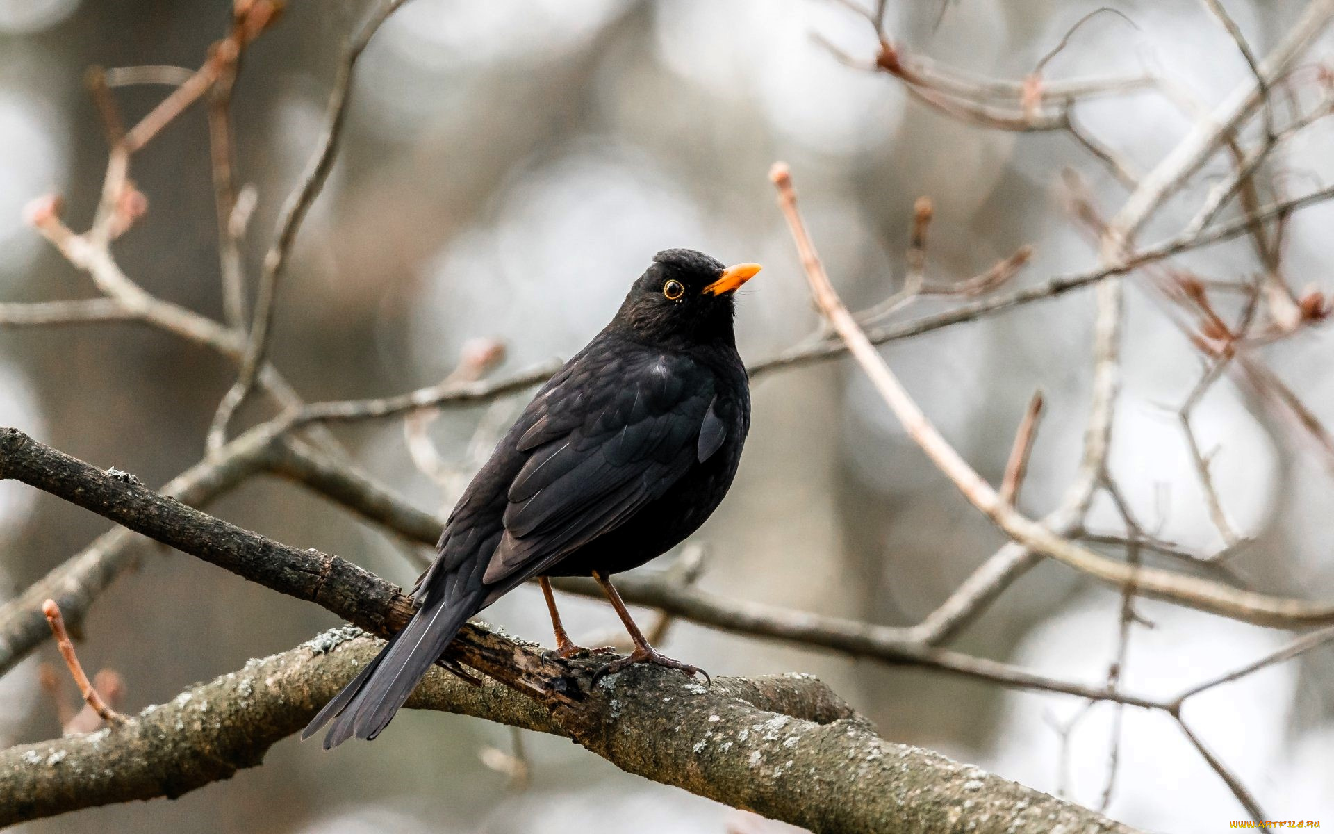 животные, птицы, дрозд, дерево, ветки