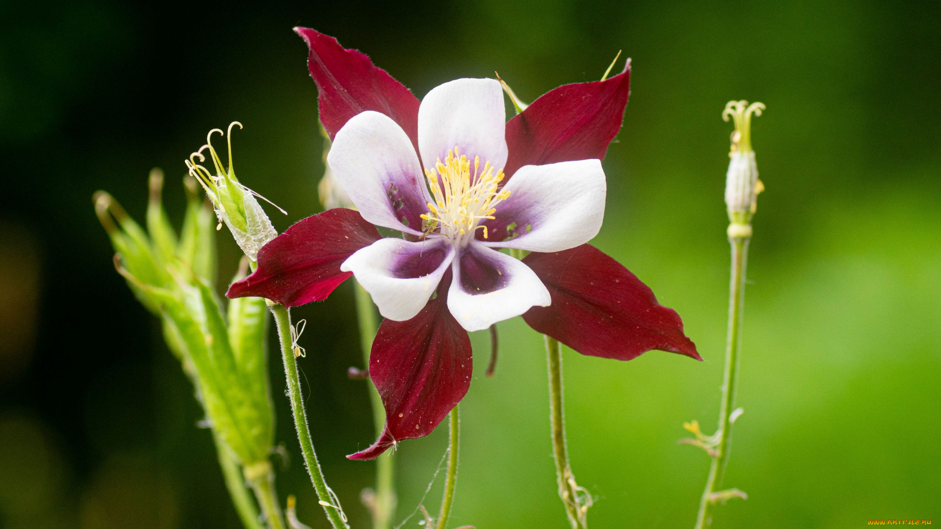цветы, аквилегия, , водосбор, алые, лепестки, макро