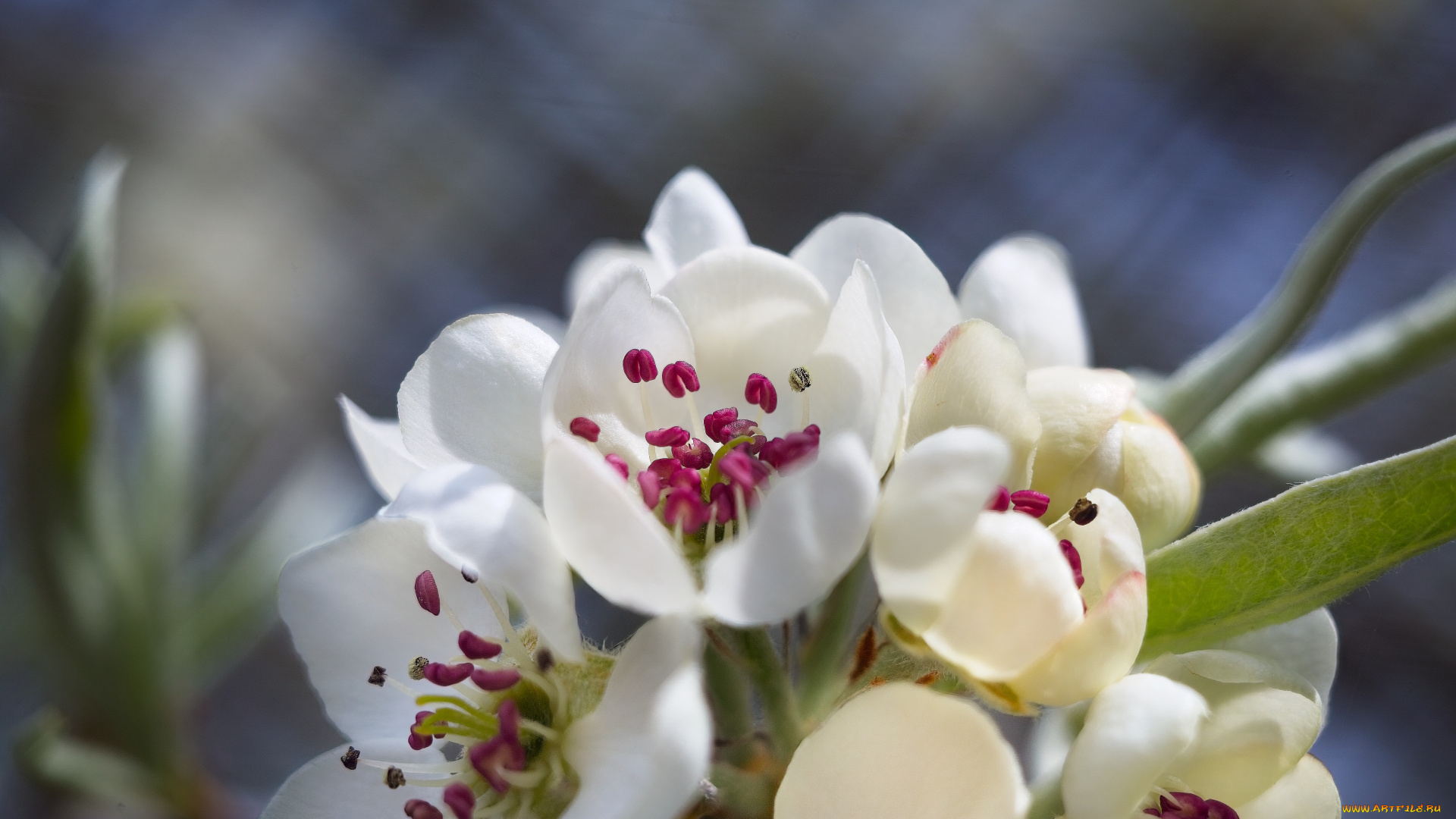 цветы, цветущие, деревья, , , кустарники, весна