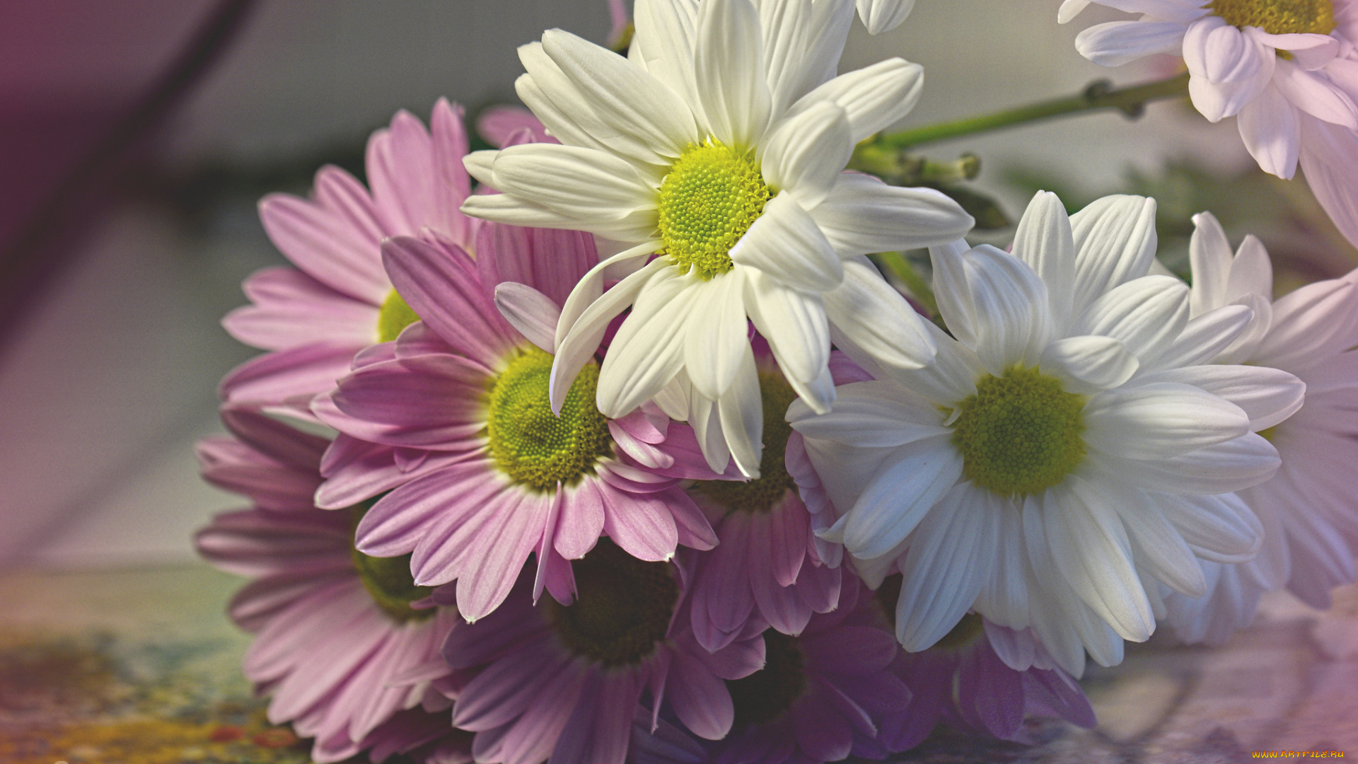 цветы, хризантемы