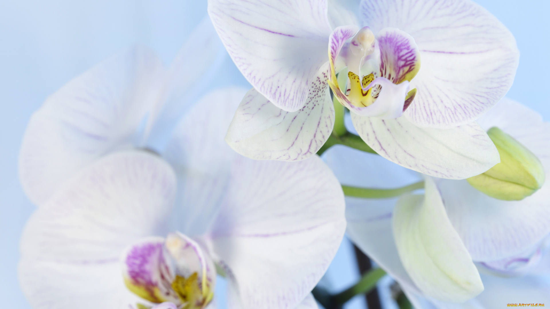 цветы, орхидеи