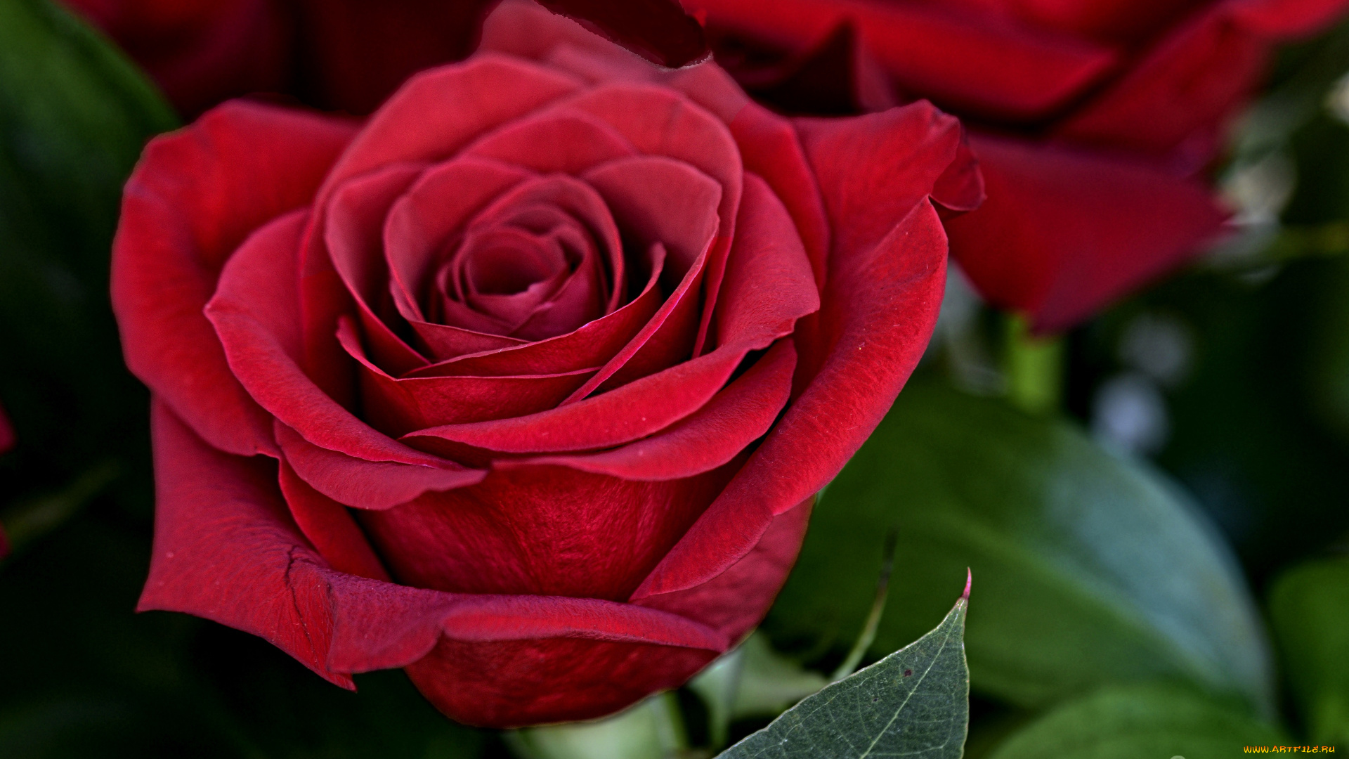 цветы, розы, цветок