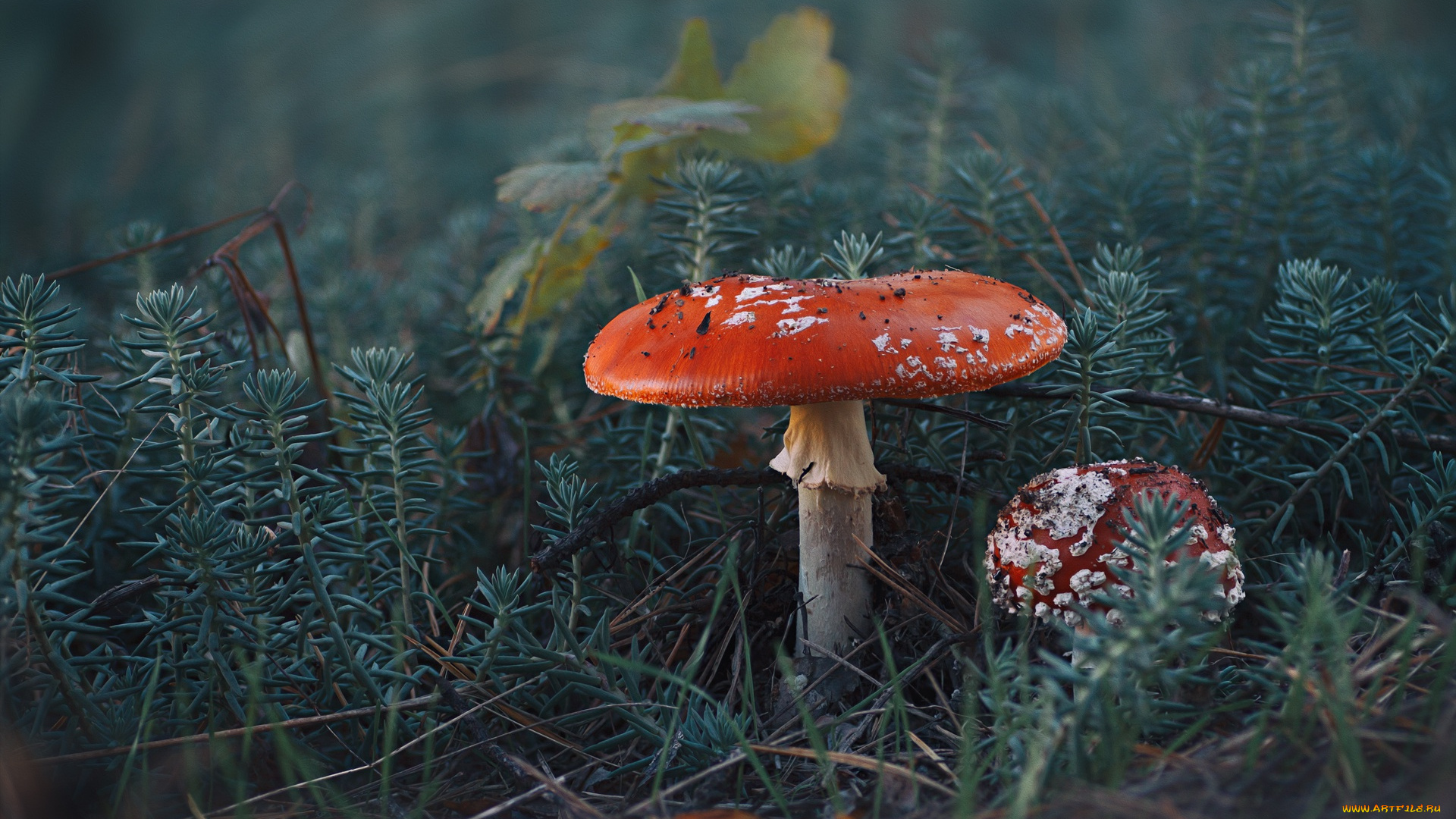 природа, грибы