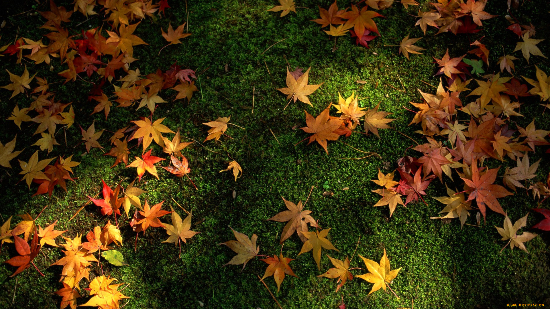 природа, листья, осень, трава