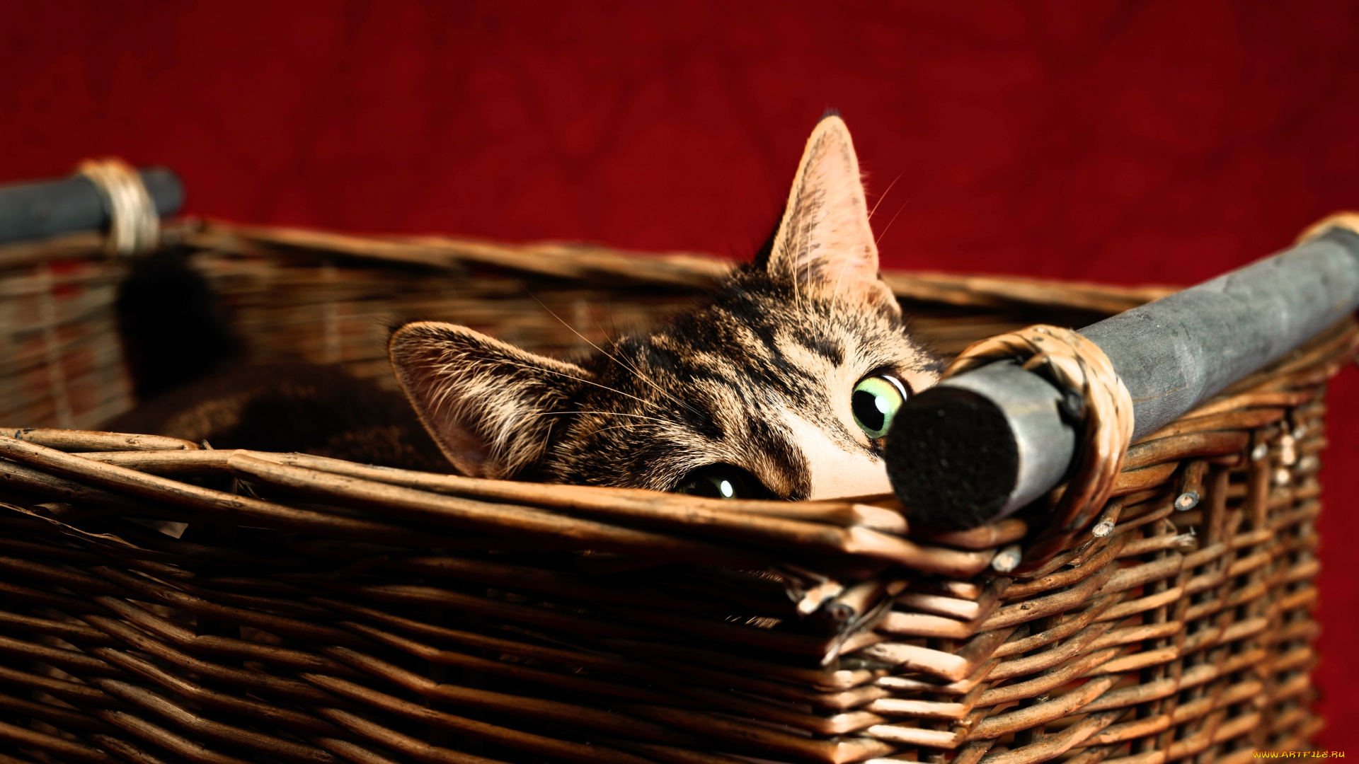 животные, коты, кот, корзина