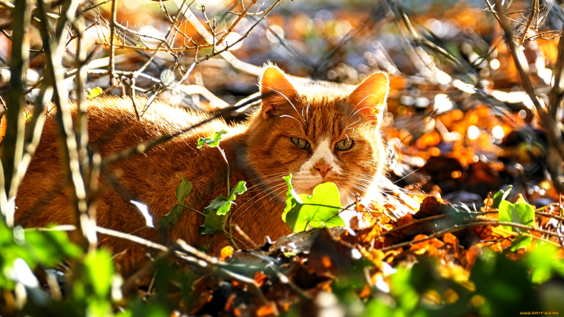 животные, коты, кот, рыжий, кусты, листья, осень