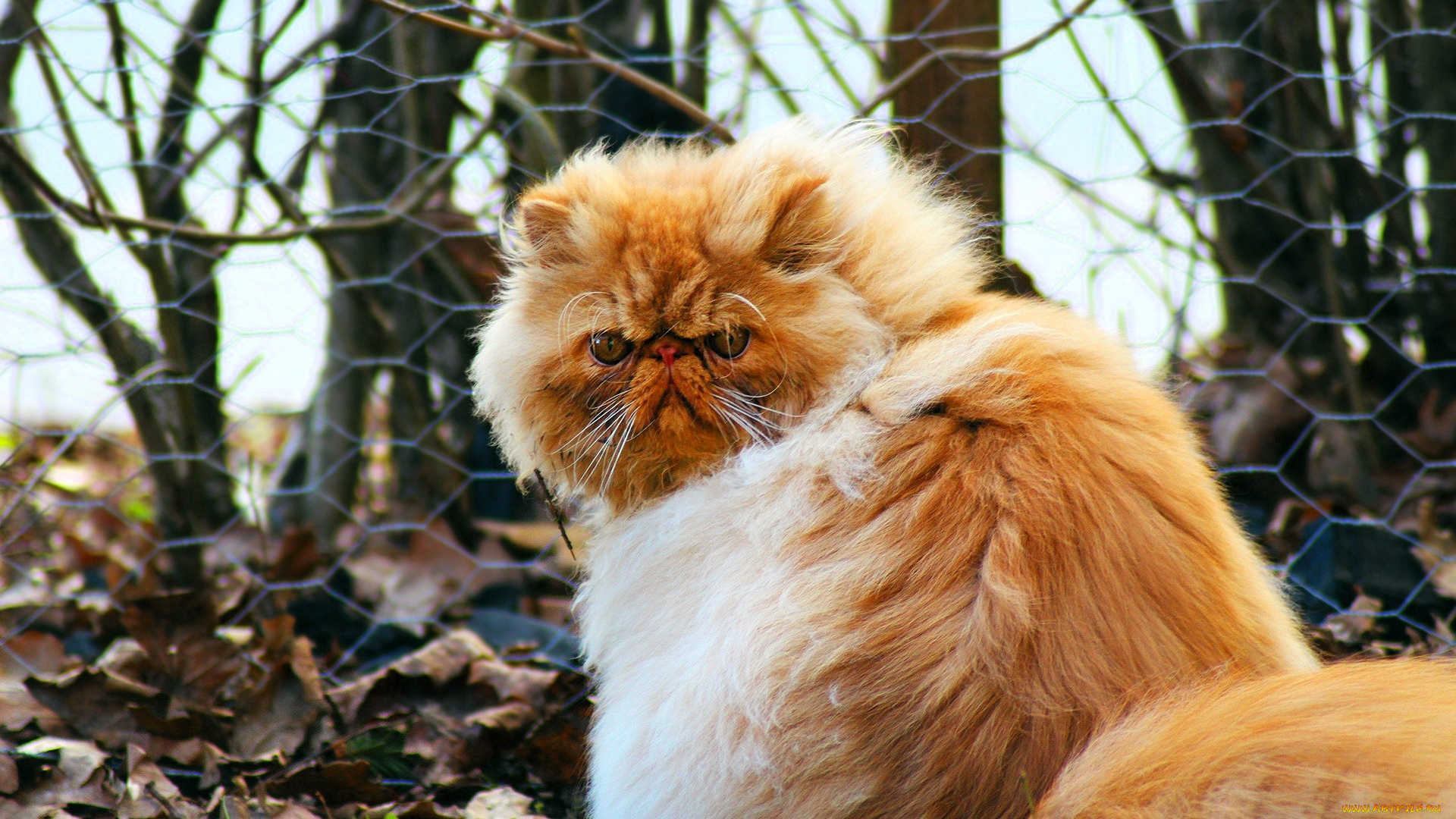 животные, коты, кот, рыжий, сетка, забор, листья, кусты, осень