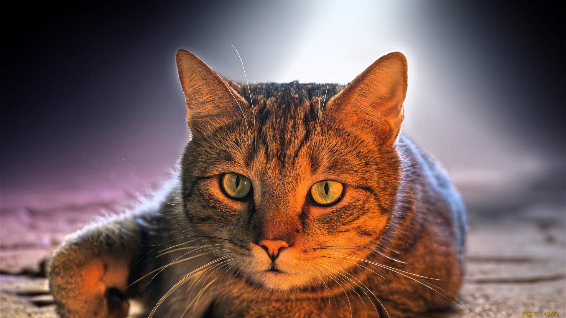 животные, коты, кот, свет