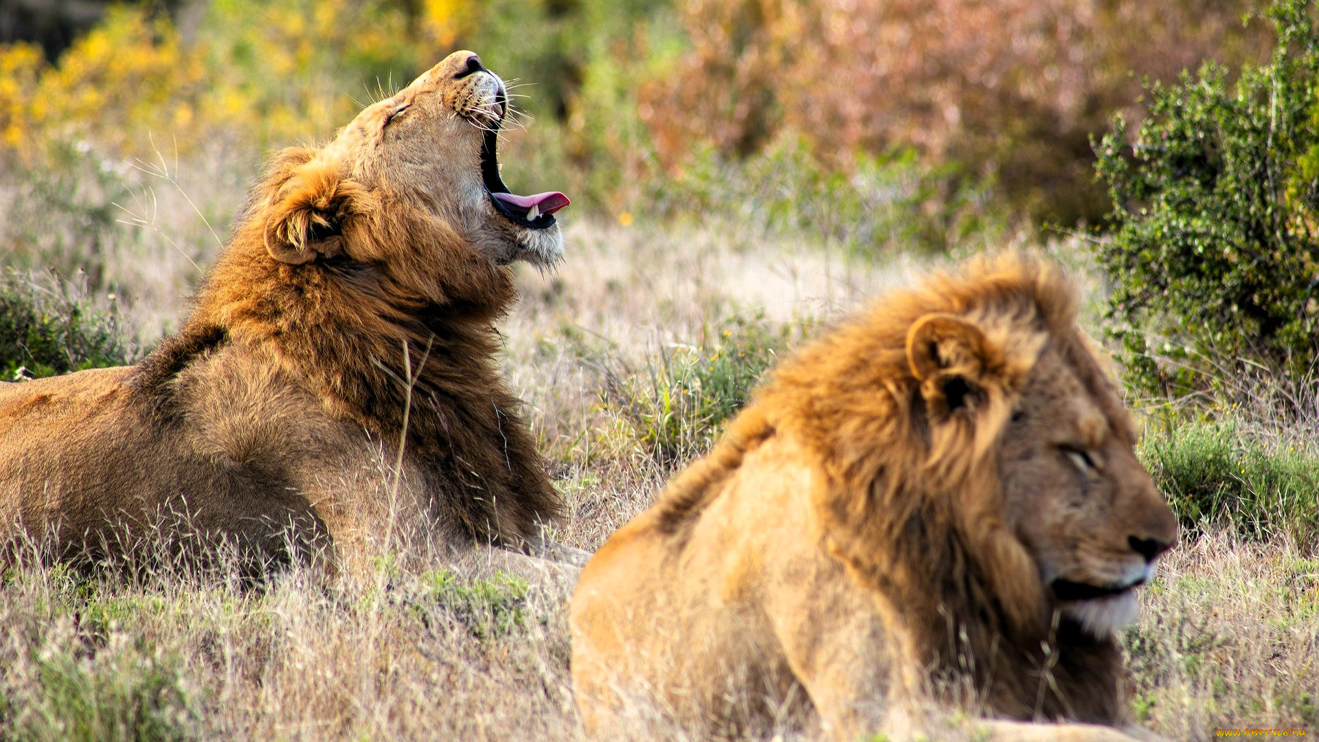 животные, львы, зевок, трава, кусты
