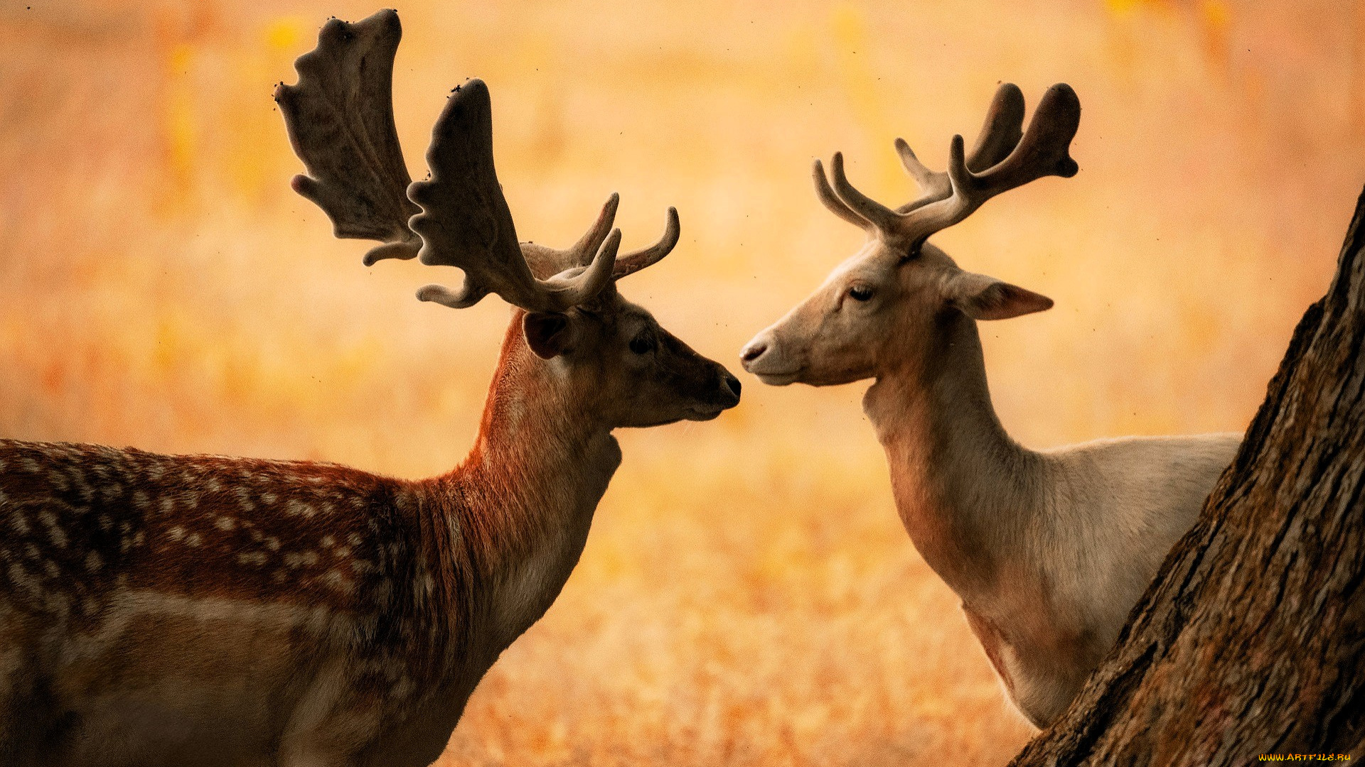 животные, олени, лани, пара, рога, трава, дерево