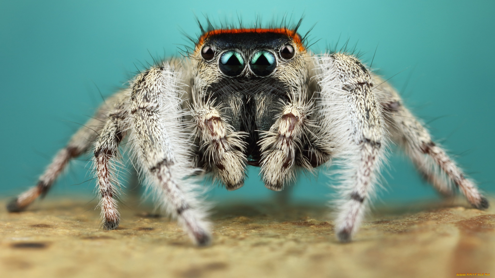 животные, пауки, мохнатый