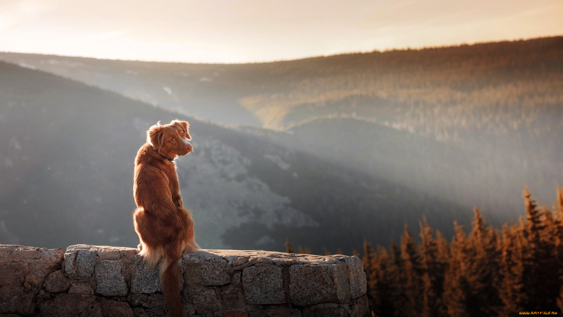 животные, собаки, собака, осень, горы, стена
