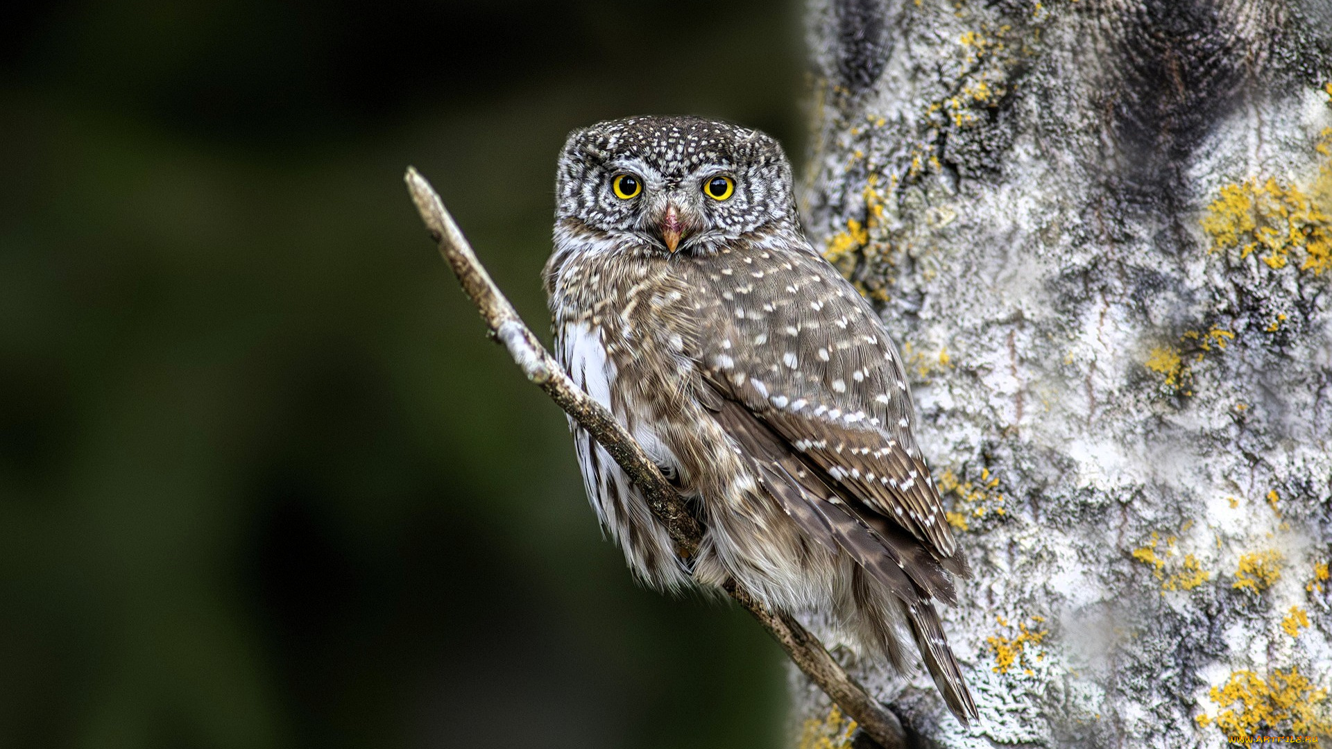 животные, совы, сова, сук, дерево, лишайник