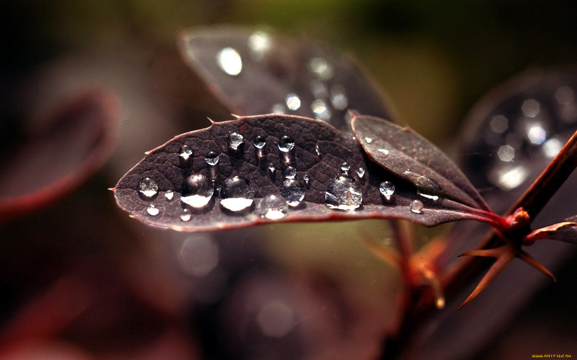 природа, листья, капли, ветка, иголки, шипы, макро