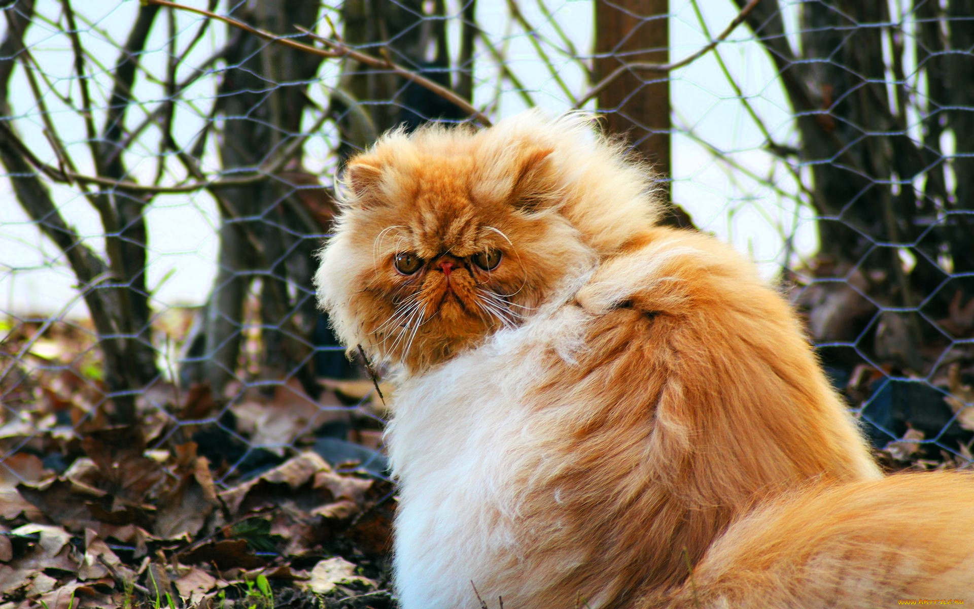 животные, коты, кот, рыжий, сетка, забор, листья, кусты, осень