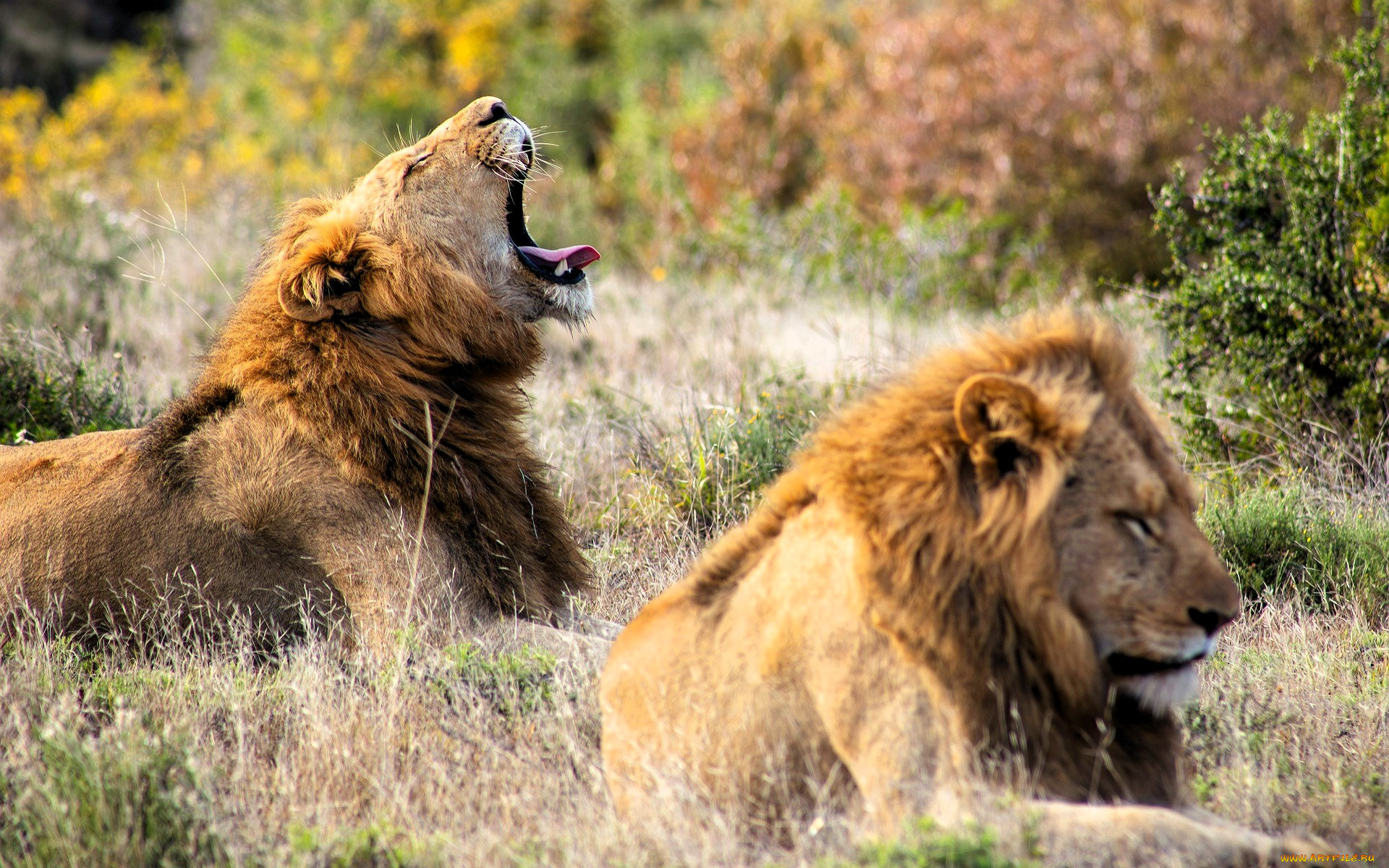 животные, львы, зевок, трава, кусты