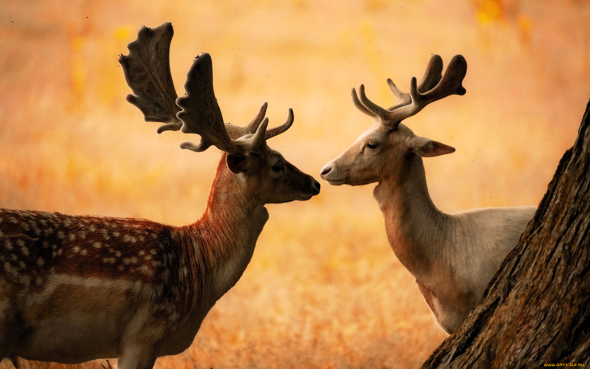 животные, олени, лани, пара, рога, трава, дерево