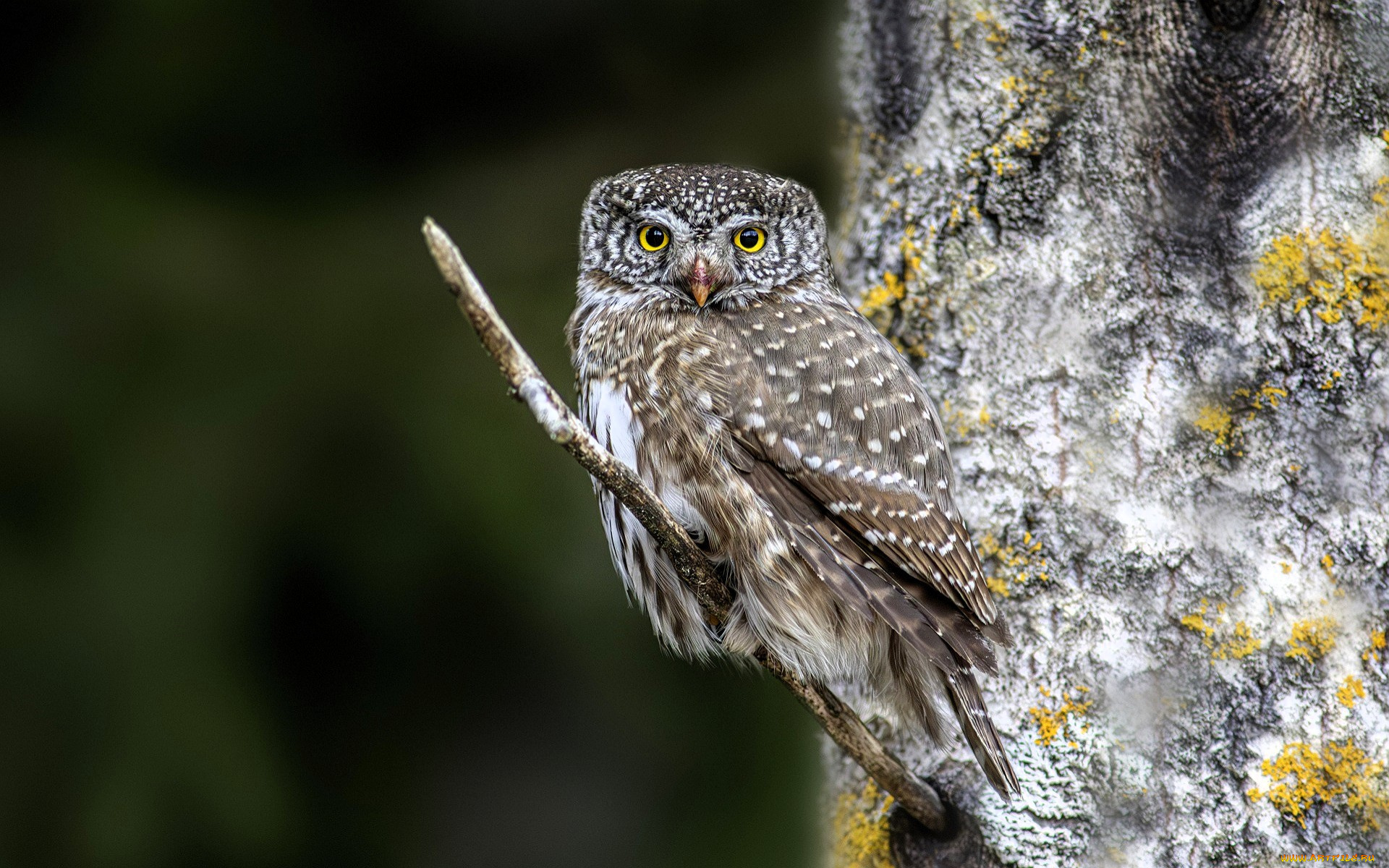 животные, совы, сова, сук, дерево, лишайник