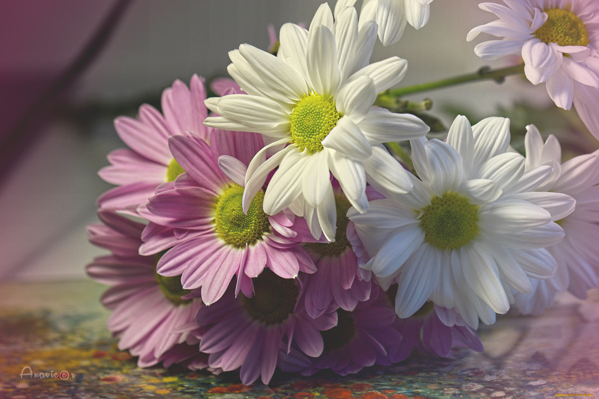 цветы, хризантемы