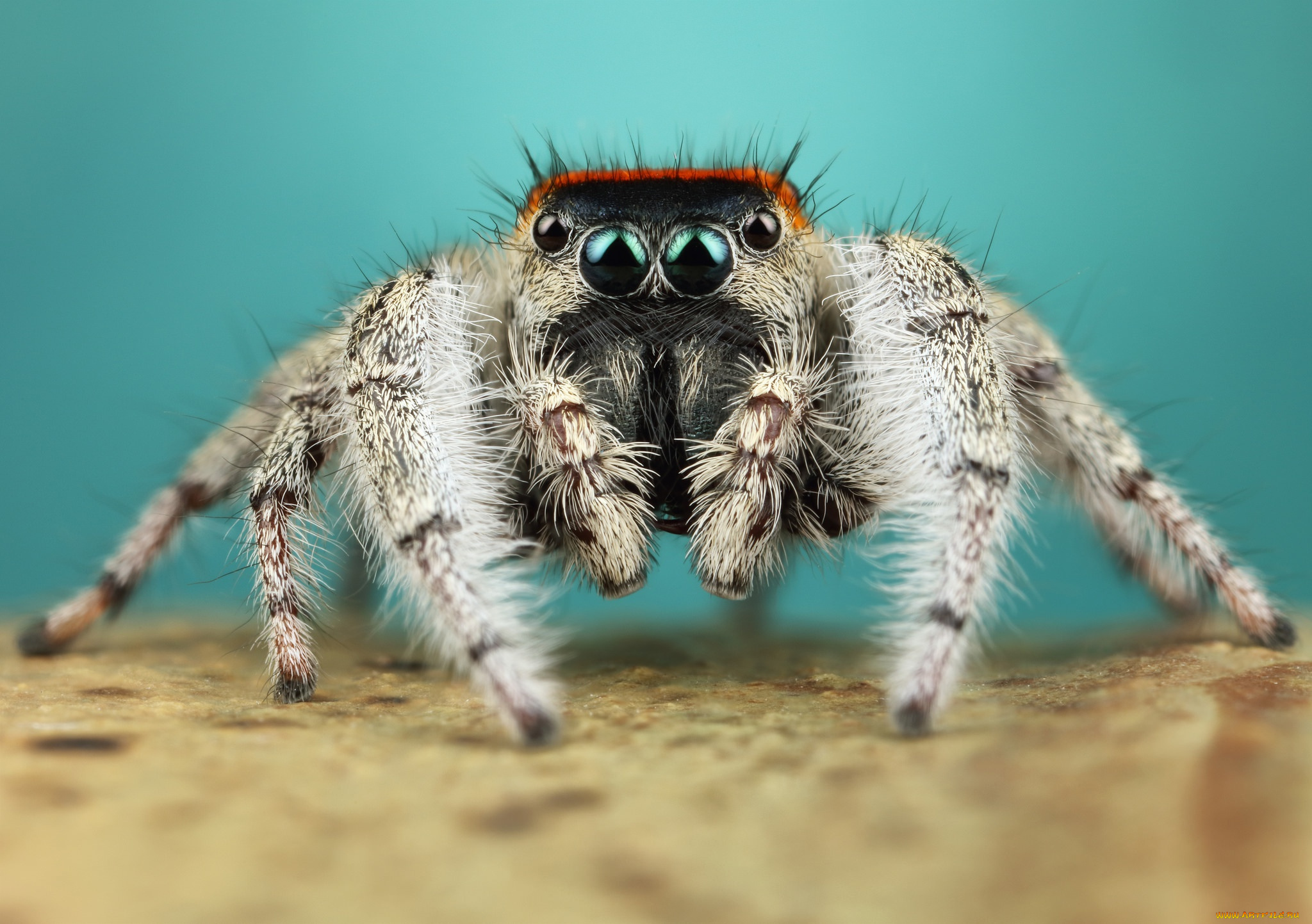 животные, пауки, мохнатый