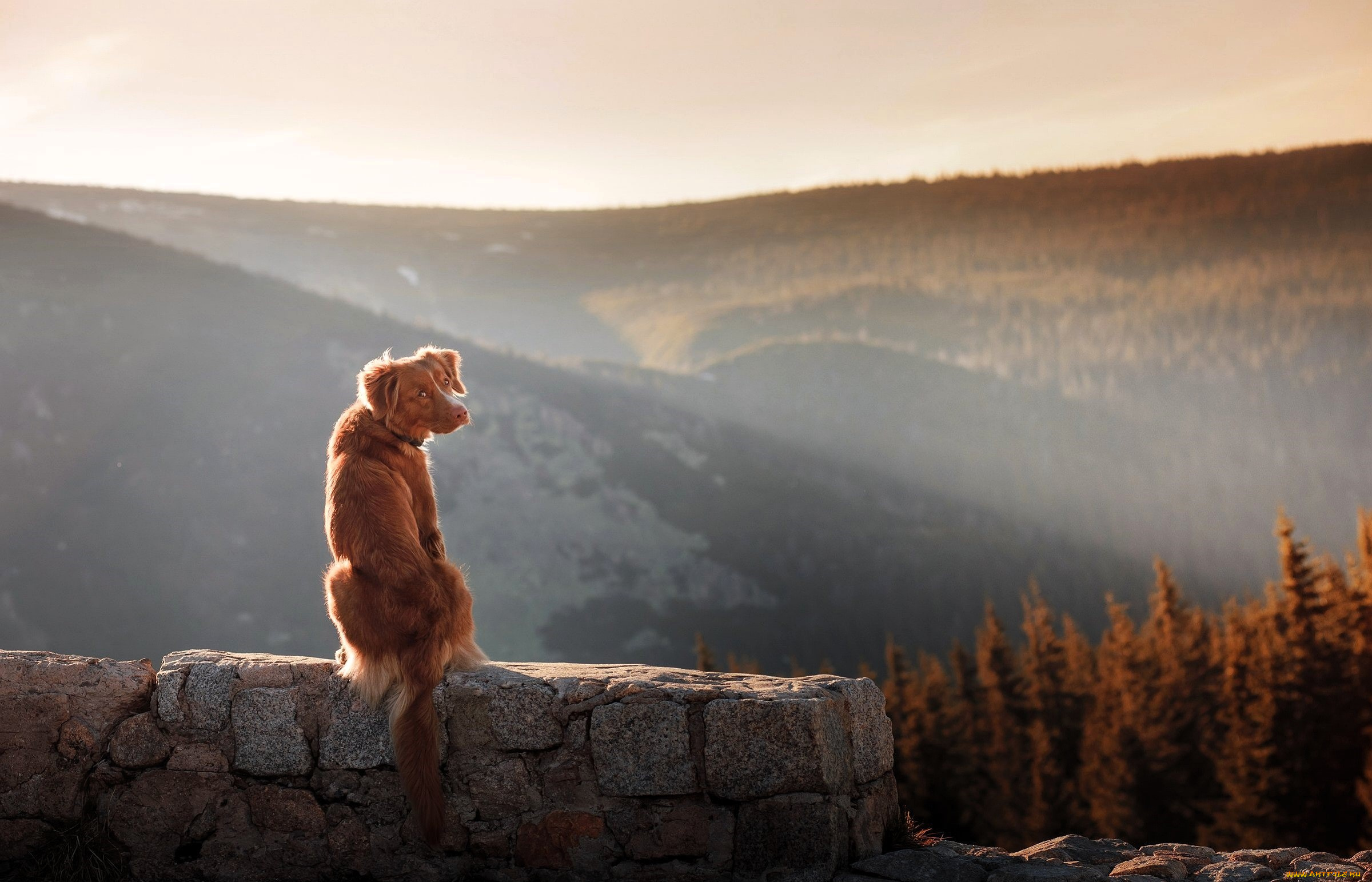 животные, собаки, собака, осень, горы, стена