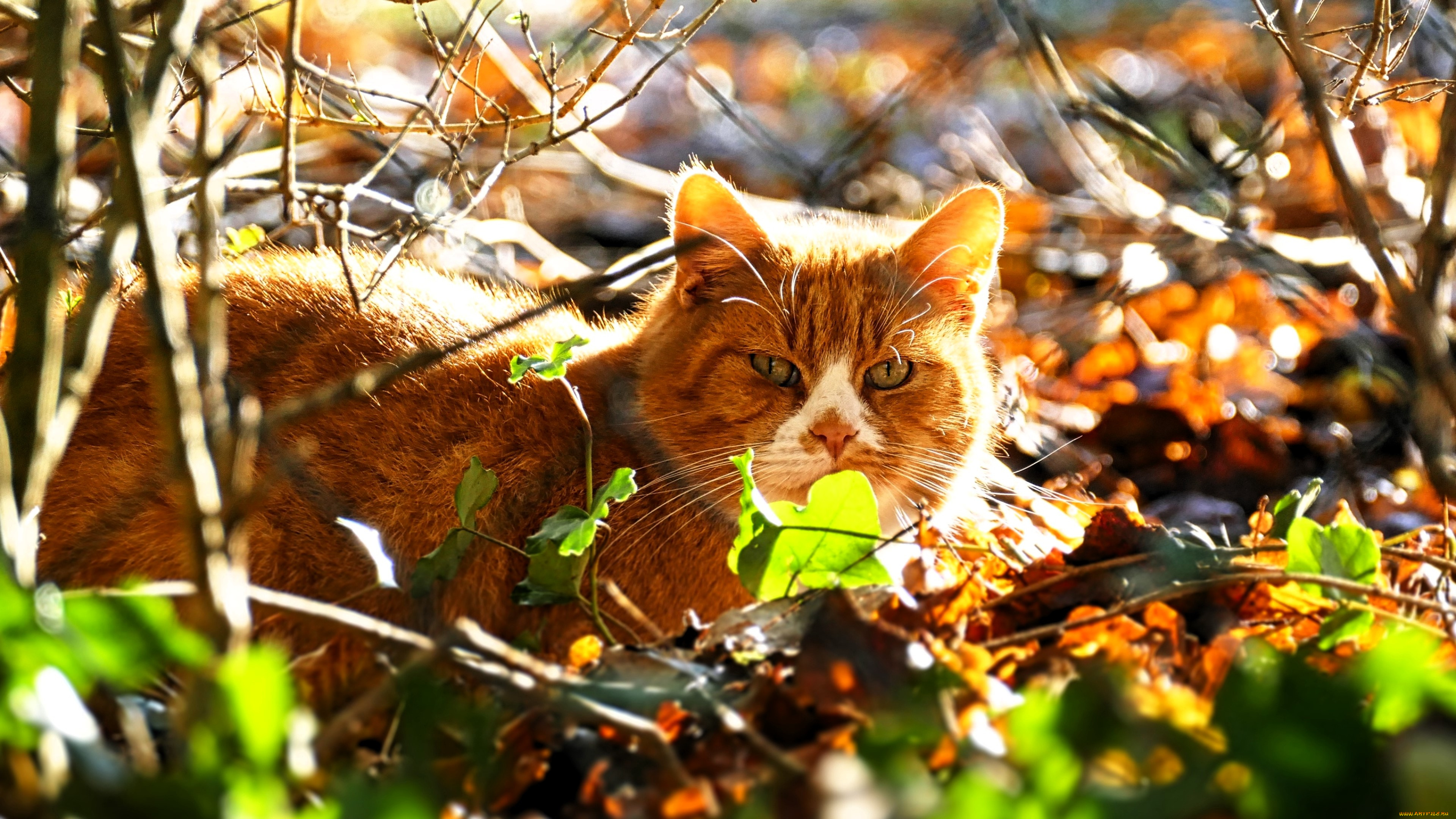 животные, коты, кот, рыжий, кусты, листья, осень
