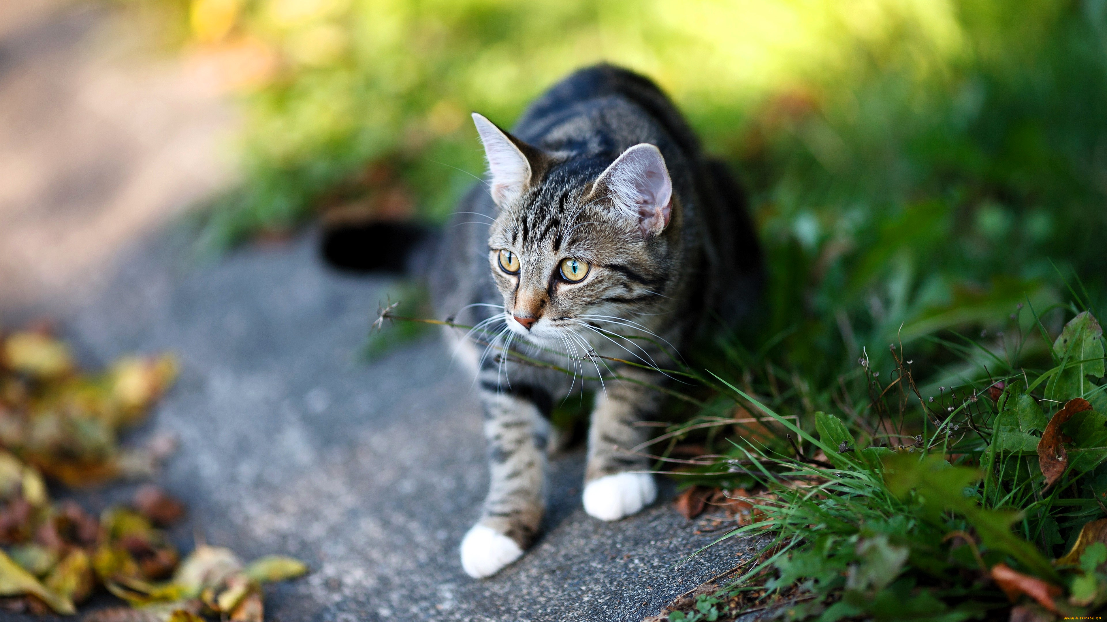 животные, коты, кот, серый, трава, лужайка, дорожка, листья, осень