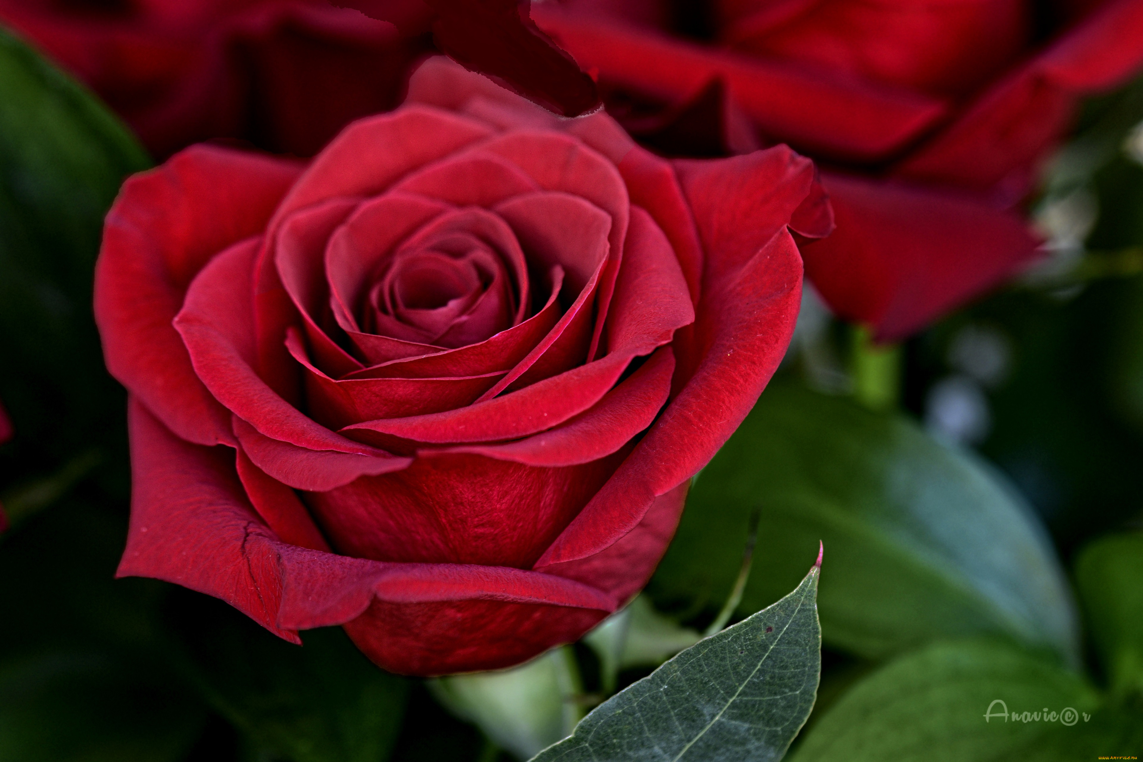 цветы, розы, цветок