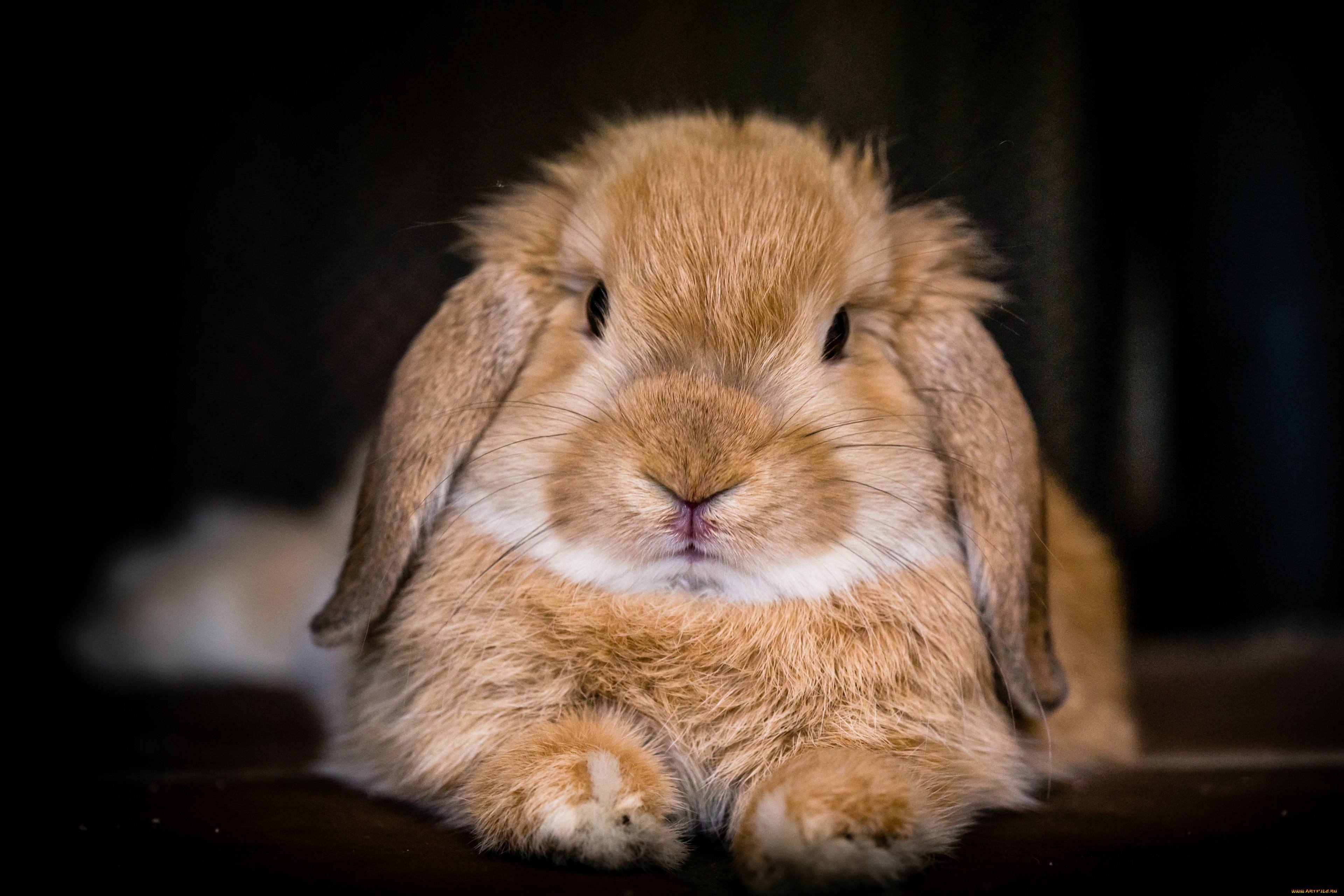 животные, кролики, , зайцы, кролик