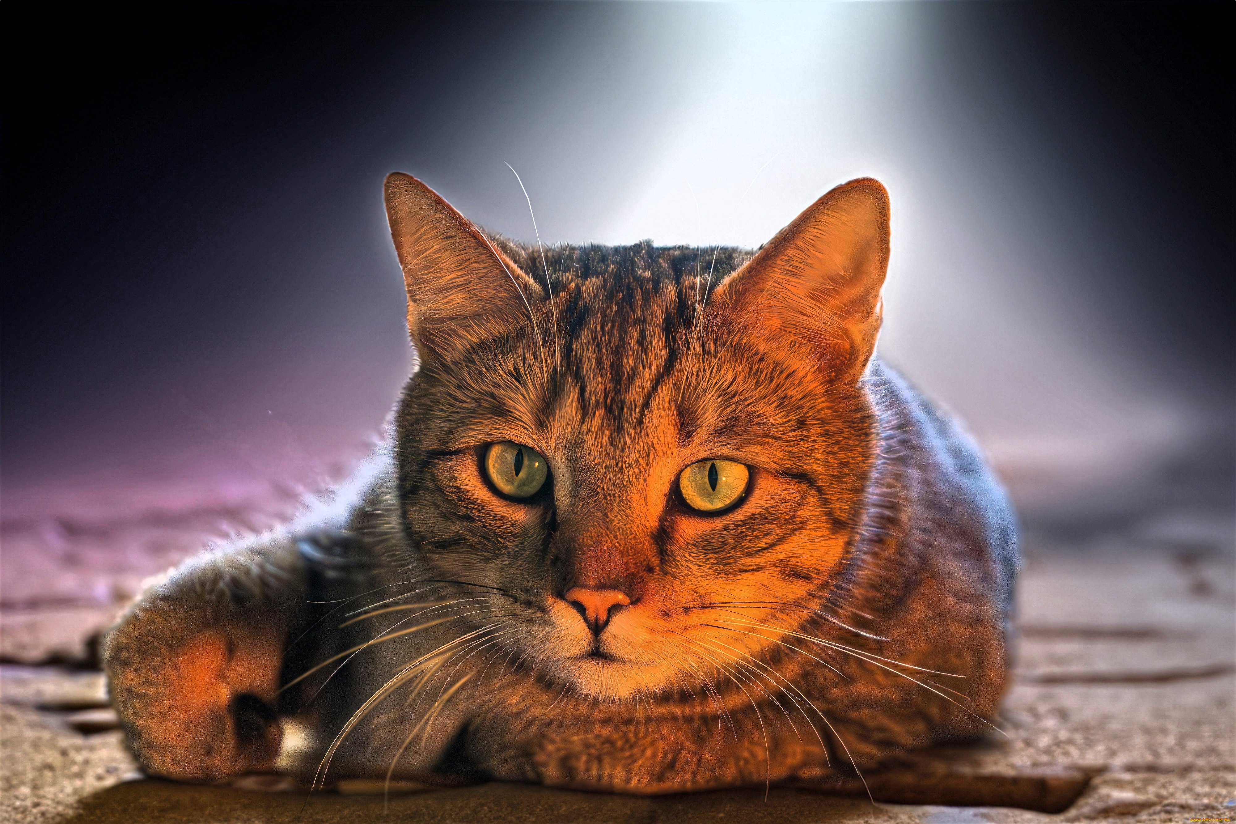 животные, коты, кот, свет