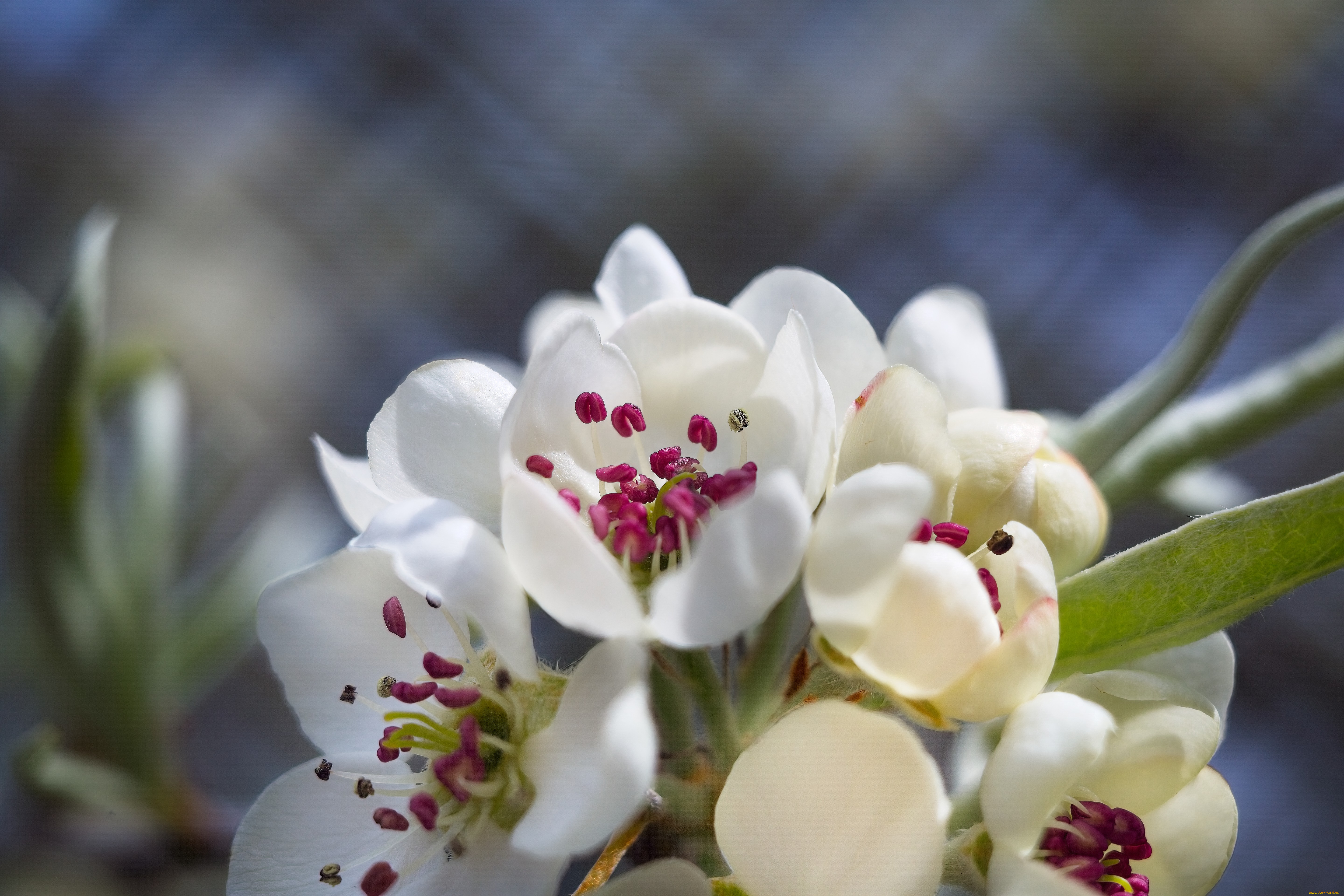 цветы, цветущие, деревья, , , кустарники, весна