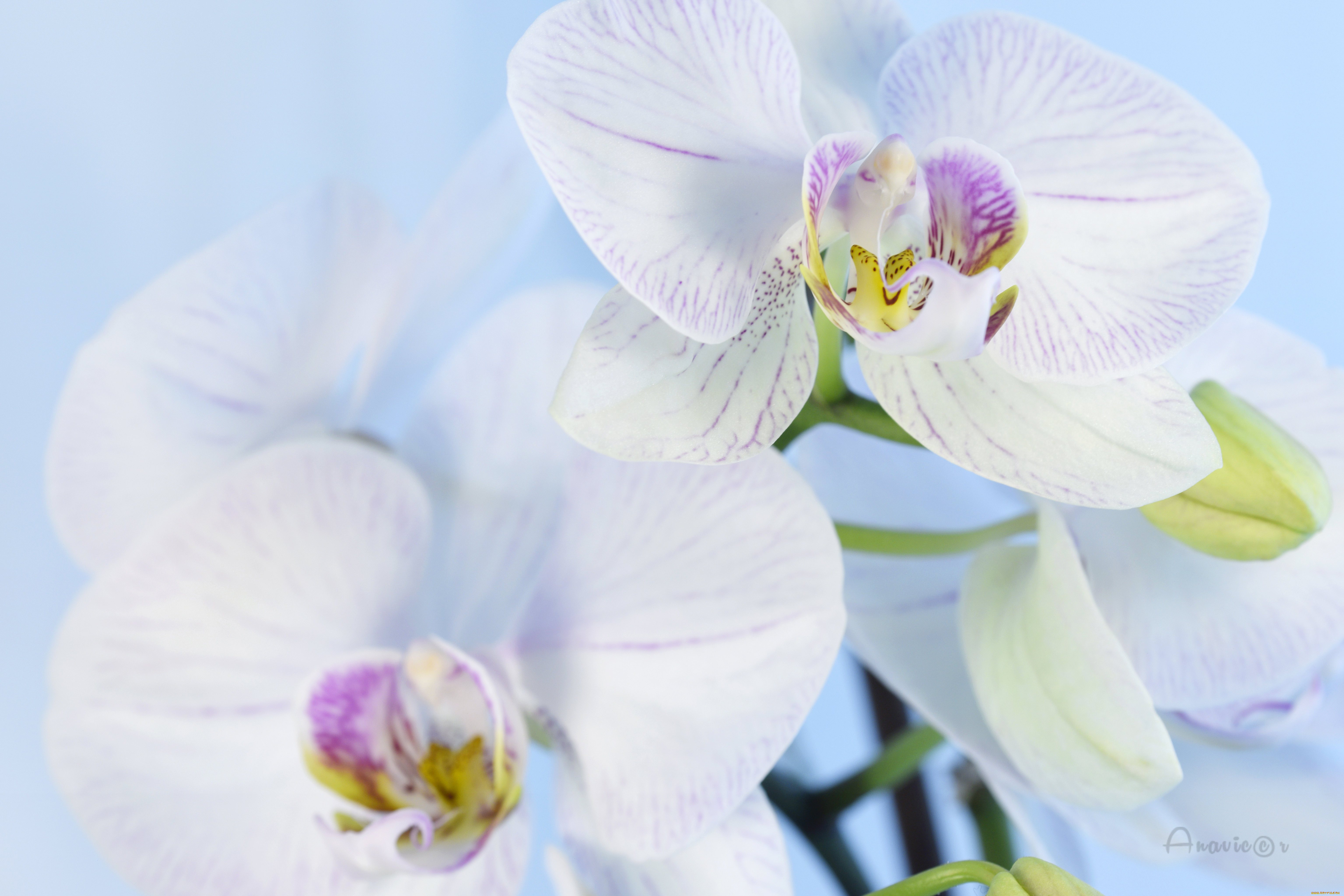 цветы, орхидеи