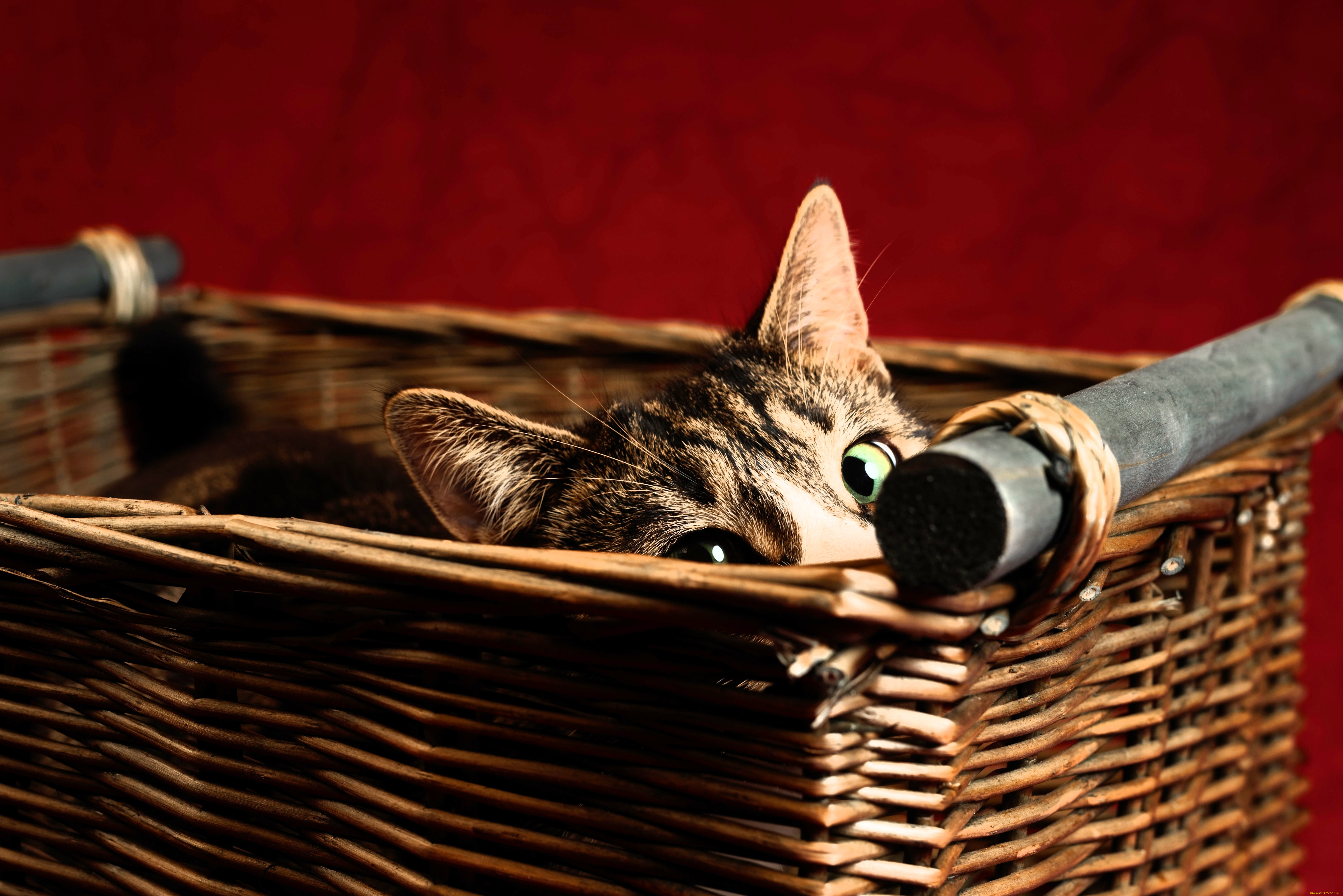 животные, коты, кот, корзина