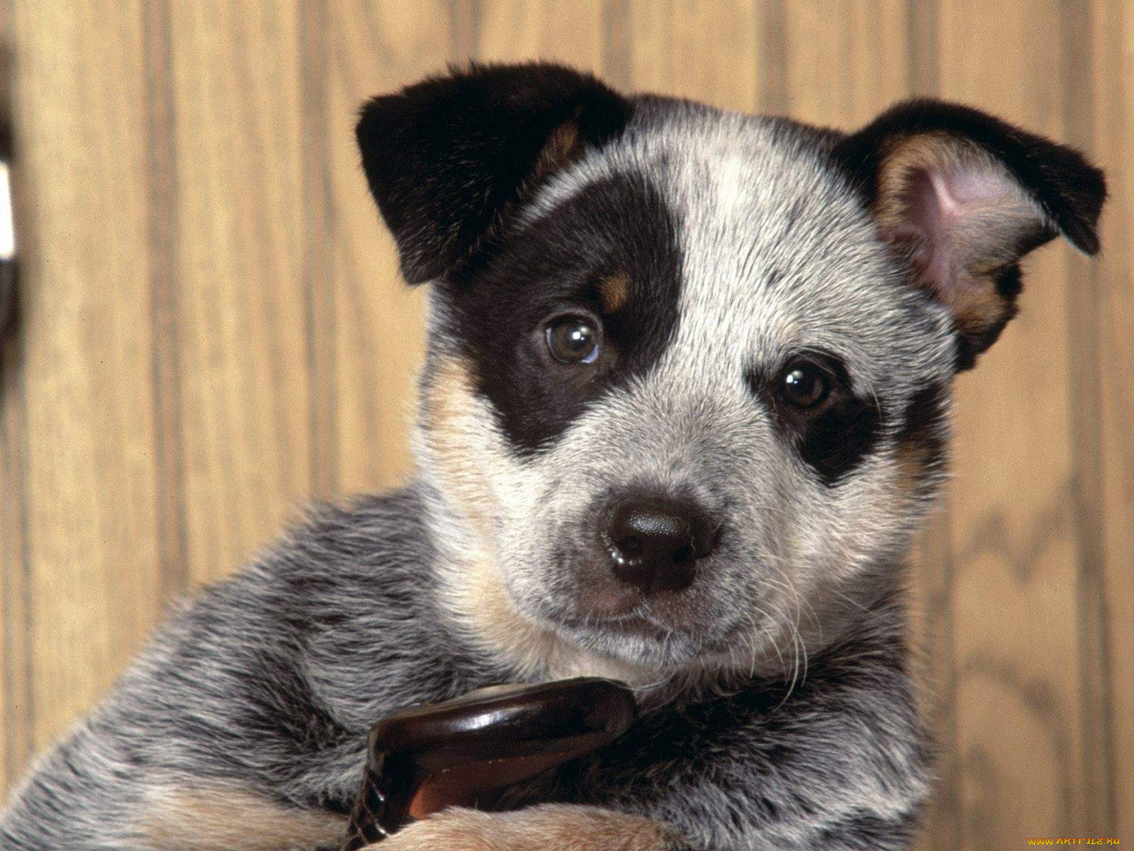 давай, поиграем, животные, собаки