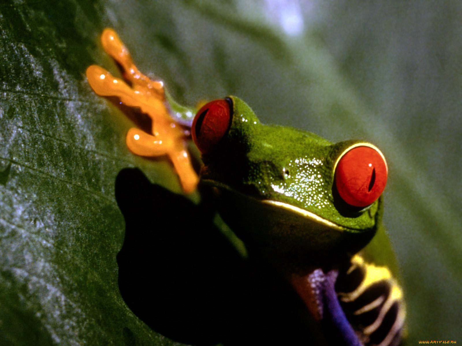 frogs, life, животные, лягушки