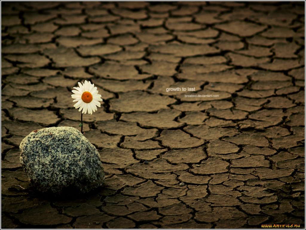 цветы, ромашки