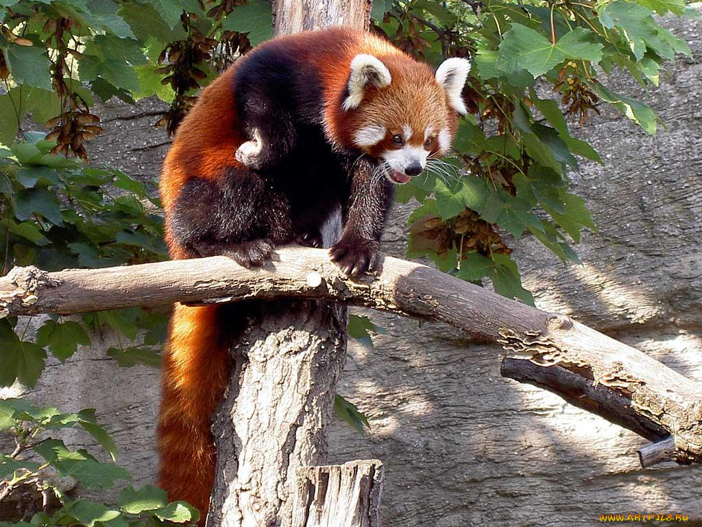 red, panda, животные, панды