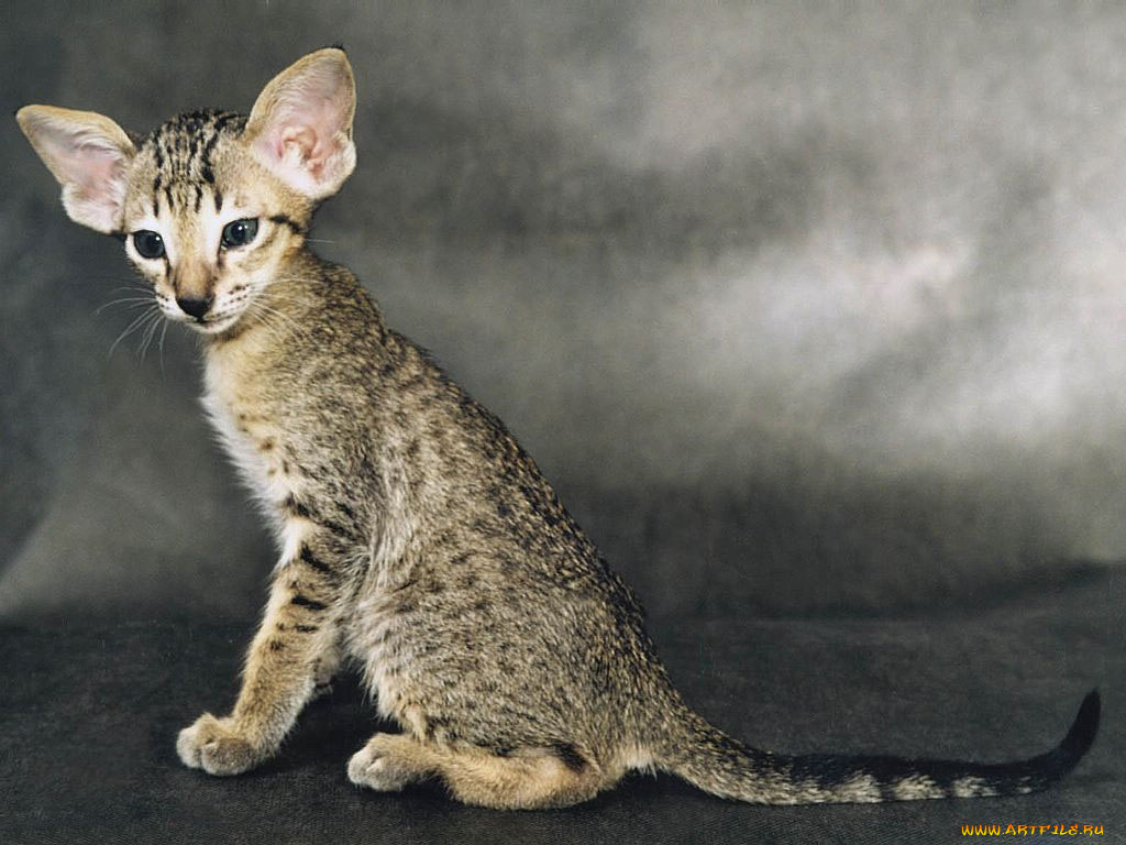 животные, коты