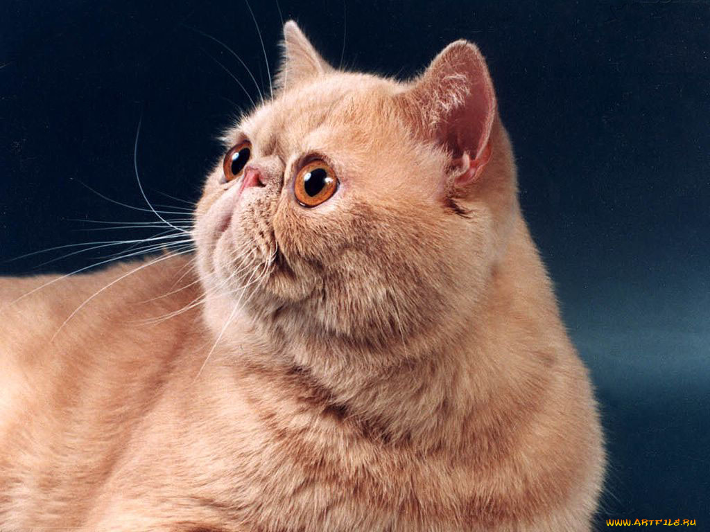 животные, коты