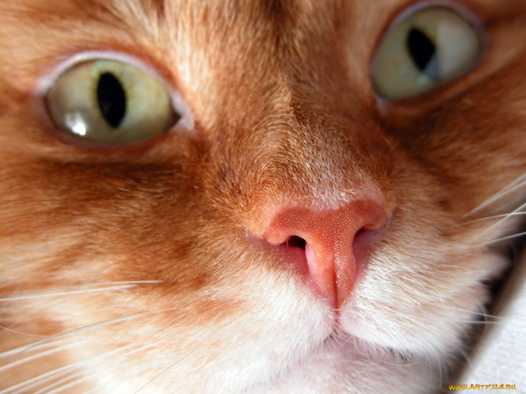 животные, коты