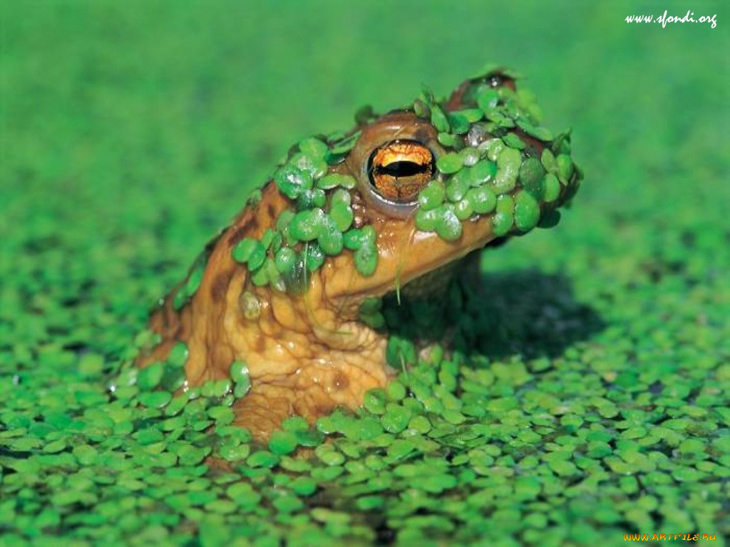 животные, лягушки