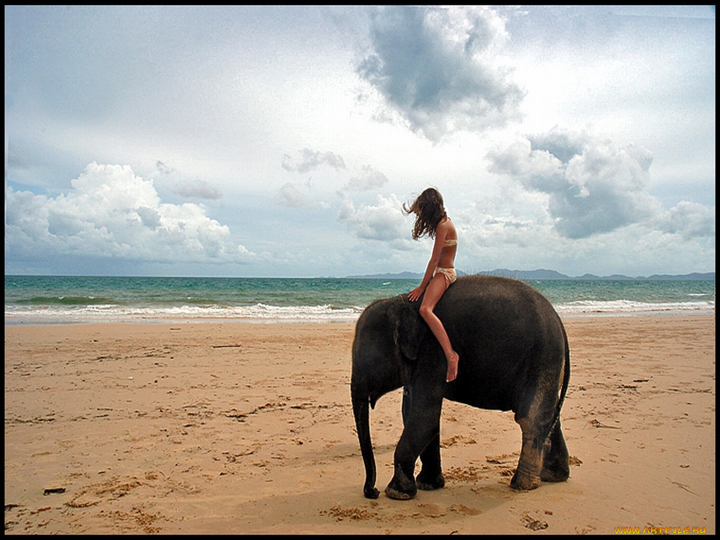 животные, слоны
