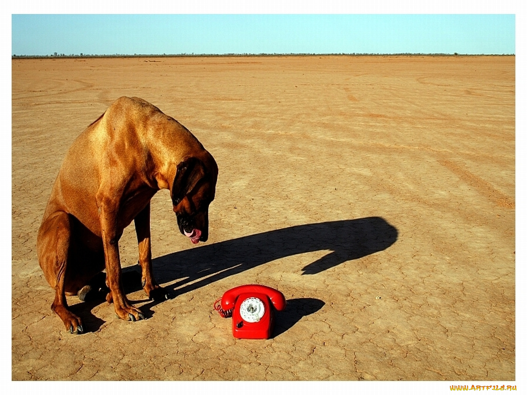 животные, собаки