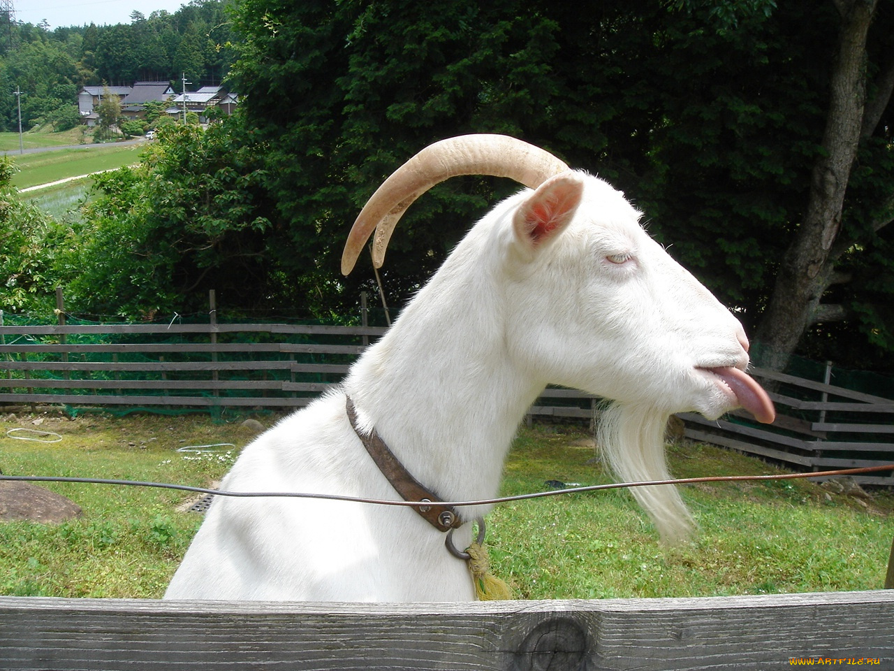 животные, козы